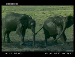 MS 2 African Elephant (Loxodonta africana) having mud bath, Botswana Stock Footage