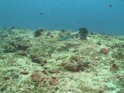 Grey Reef Shark (Carcharhinus amblyrhynchos) swimming over reef, Vaavu Atoll, The Maldives Stock Footage