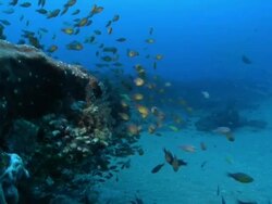 CU POV Schools of various fish swimming and drifting with surge above and below ledge / Matola, Maputo, Mozambique Stock Footage