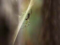 Spider Stock Footage