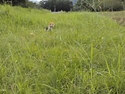 Dog play bone Stock Footage