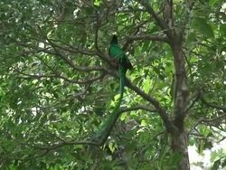 Quetzal male in a tree Stock Footage