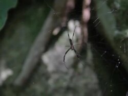 spider in web Stock Footage