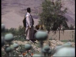 VOICER Farmers react to govt crackdown on poppy growing News Clip