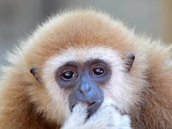 Gibbon. Stock Footage