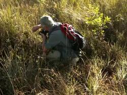 Poaching And Climate Change Threaten Endangered Plants In Everglades Stock Footage
