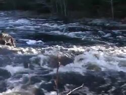 Waterfall, in the spring. Stock Footage