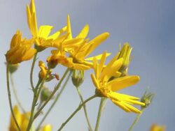 MS Shot of Yellow flowers of skaapbos shrub or bush / Namaqualand, Northern Cape, South Africa Stock Footage