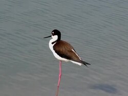 Black-necked Stilt Stock Footage
