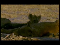 CU Family of Spotted Hyenas (Crocuta crocuta) resting in shade, Botswana Stock Footage