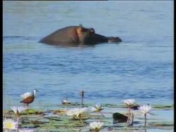 Hippopotamus Instructional Video