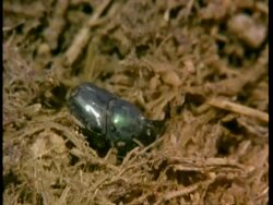 CU Dung beetle burrows into dung, Kenya Stock Footage
