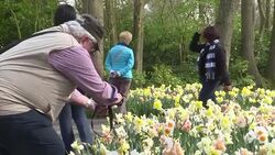 CLEAN : Dutch bulb garden depicts Golden Age flowers News Clip