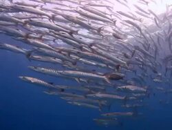 TrevallyJack Closed Up Stock Footage