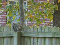Backyard squirrell 1 Stock Footage