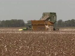 LS of harvester dumping harvested cotton into a wagon attached to a tractor. Stock Footage