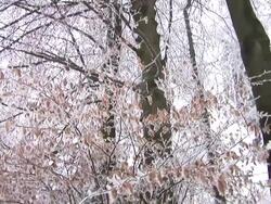HD: Snow covered trees Stock Footage