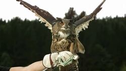 HD Super Slow-Mo: Falconer With Horned Owl Stock Footage
