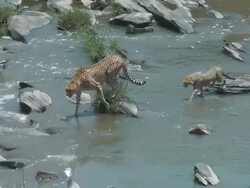 Cheetah Stock Footage