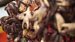 Writhing crabs hang in Brazilian fish market Stock Footage