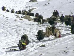 WS PAN Yak caravan desending snow covered mountain / High Himalayas, Upper Dolpo, Nepal    Stock Footage