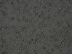 blood cells flying Stock Footage