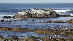 Waves crash rocky Monterey Bay coast island shore birds California Stock Footage