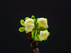 Plum flower Stock Footage