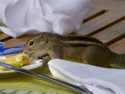CHIPMUNK EATS BREAKFAST Stock Footage