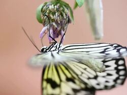 Butterfly. Stock Footage