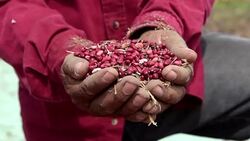 VOICED : Los milagrosos frijoles contra la sequia de Centroamerica News Clip