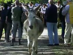 MS Tourist watching ceremonial driving down of cattle from mountain pastures into forest in autumn / SchÃƒÂ¶llang, Bavaria, Germany Stock Footage