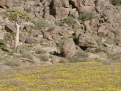 WS TU Shot of Yellow daisies moving and swaying and single quiver tree at base of boulder strewn rocky outcrop / Namaqualand, Northern Cape, South Africa Stock Footage