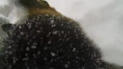 Rescue sheepdog searching on white snow background Stock Footage