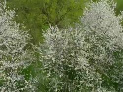 AERIAL Beautiful spring forest Stock Footage