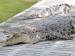 Crocodile Stock Footage