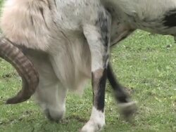 Ram 8 - HD 1080/30f Stock Footage