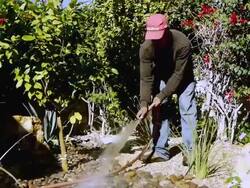 WS Gardener watering desert landscaped backyard / Rancho Mirage, California,  USA Stock Footage