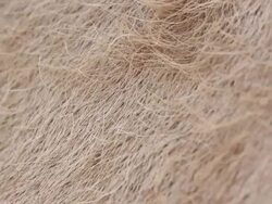 Close up of camel's hair Stock Footage