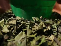 Dry herbs (that are used to make beer) for sale at fair  Stock Footage