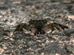Beach Crab Eating Stock Footage
