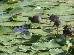 Bird walking in the swamp 3  60i Stock Footage