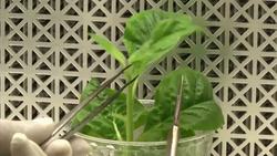 Biofuel research may keep tobacco industry from going up in smoke News Clip