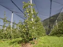 MS PAN Shot of apple orchard under covered / Merano, Trentino, Tyrol, Italy Stock Footage