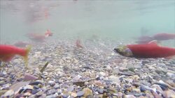Kokanee Salmon (slow motion) Stock Footage