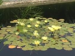 lily pond Stock Footage