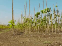Young fruit trees in the garden Stock Footage