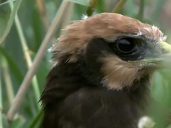 Marsh Harrier young bird Stock Footage