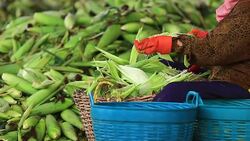 Farmer Peeling Corncobs Stock Footage