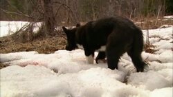 A black and white dog on a leash stands in snow and sniffs. Stock Footage